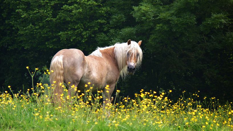 Blonde Beauty par Daphne Photography
