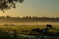 Hollands landschap in de mist