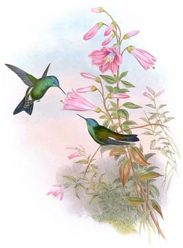 Blauwe schotel, John Gould van Hummingbirds