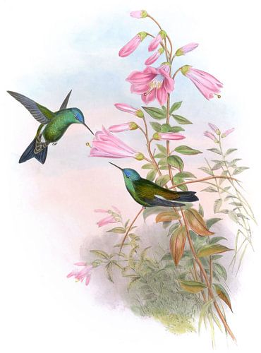 Saucerottia, John Gould