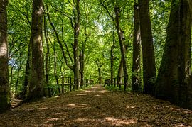 Wandelpad aan de Eeuwige laan in Bergen (Noord-Holland) van Stedelijke landschappen - Rick Van der Poorten Fotografie