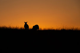 Schapen bij zonsopkomst 2
