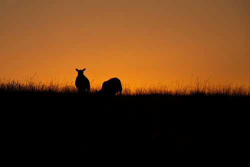 Sheep at sunrise 2