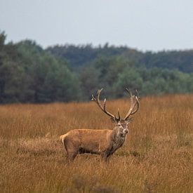 Red deer during the rut by Evert Jan Kip