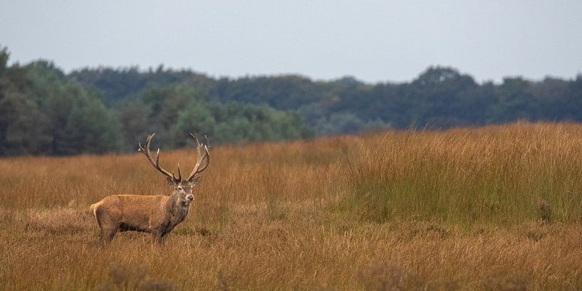 Red deer during the rut by Evert Jan Kip