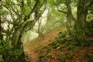 The Gnarly Trees
