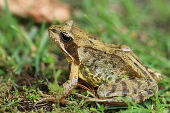 Bufo bufo / Wechselkröte