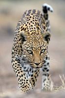 Luipaard (Panthera pardus) lopend naar de camera