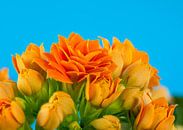 Orange Kalanchoe flower by ManfredFotos thumbnail