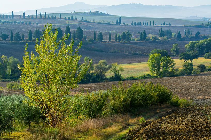 Hills around Pienza by Filip Staes