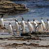 Pinguins aan de wandel  van Peter Zwitser