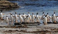 Pinguins on the march. by Peter Zwitser thumbnail