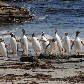 Pinguins aan de wandel  van Peter Zwitser