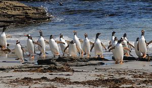 Pinguins on the march. sur Peter Zwitser