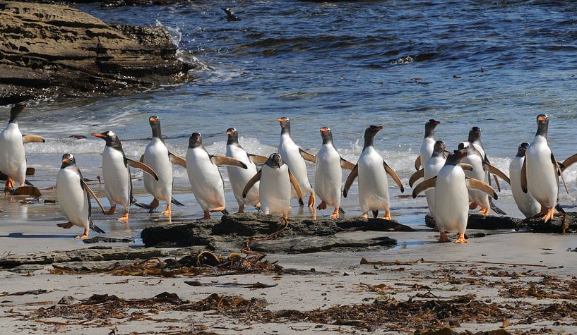 Pinguins aan de wandel  van Peter Zwitser