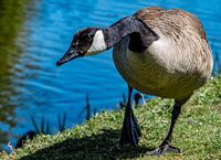 Wild goose
