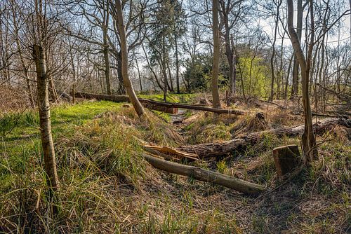 Omgevallen en omgezaagde bomen in het bos