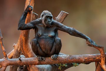 Gorilla vrouwtje van Mario Plechaty Photography