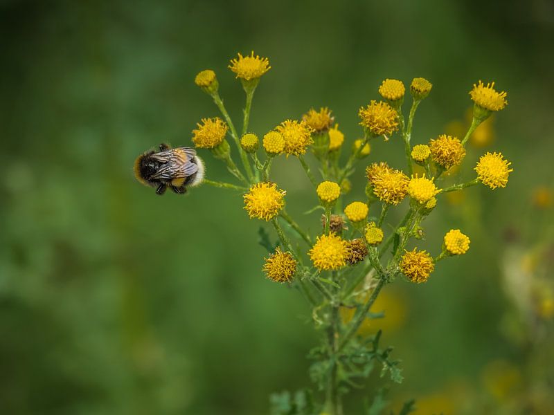 Fleur et abeille par Martijn Tilroe