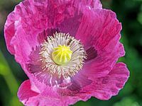 Papaver, Papaver somniferum