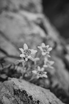 Edelweiss in de Dolomieten in zwart-wit van Leo Schindzielorz