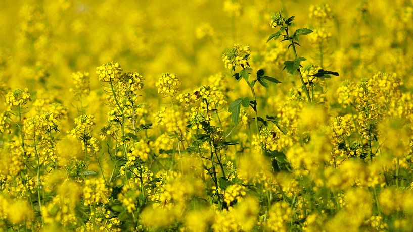 Koolzaad - Rapeseed - Colza - Rapssamen von Ben Kah