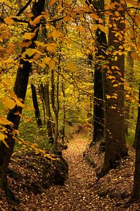 Naturschutzgebiet Bekendelle (Wald) bei Winterwijk