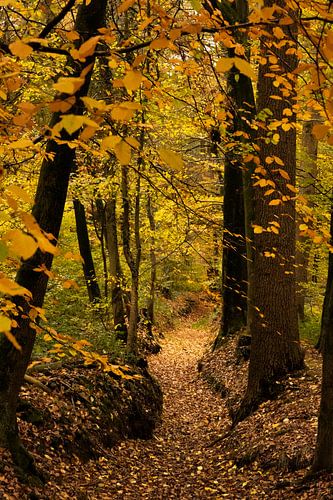 Goudkleurig herfstbos in de Bekendelle  bij Winterwijk - behang muur