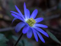 Ein Haufen Tulpen