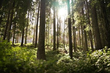 Schwedischer Wald von Floris Verweij