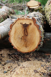 Art by Nature – Tree Pictures I by Helmut Martin - The Art of Stone - Steinkunst & Photographie