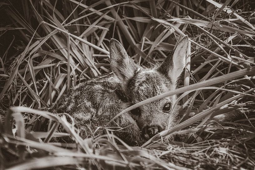 Hirschkalb von Kelly Kutterik Photography