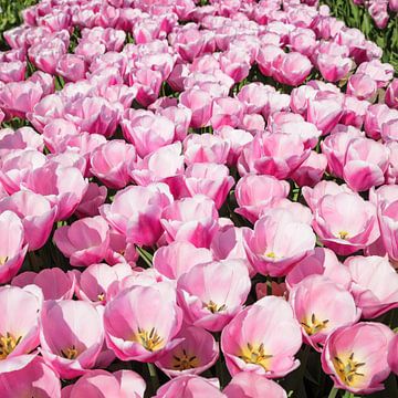 Bloeiende tulpenvelden in het voorjaar, Nederland van Markus Lange