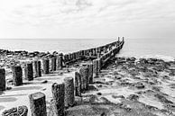 Grown rows of posts near Westkapelle in Zeeland by Ron van der Stappen thumbnail