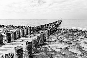 Begroeide paalrijen bij Westkapelle in Zeeland