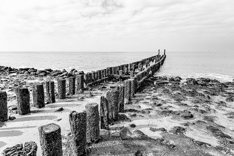 Grown rows of posts near Westkapelle in Zeeland by Ron van der Stappen