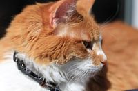 Kat in zon