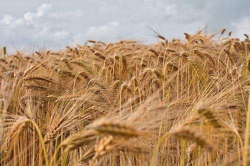 Grainfield
