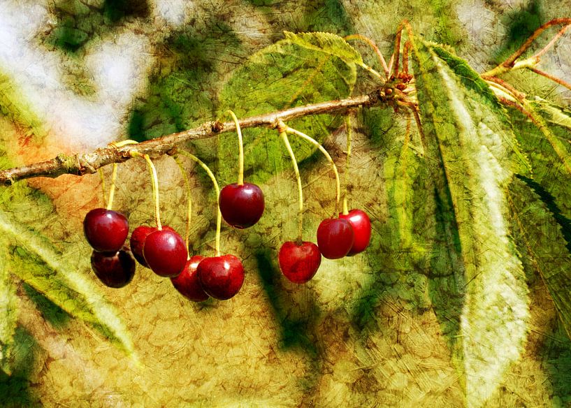 Frische Kirschen by Martina Fornal
