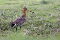 Uferschnepfe im Gras