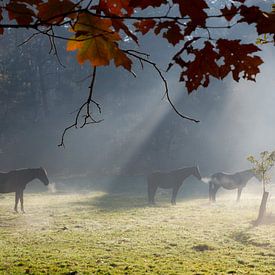 Chevaux dans la forêt par un froid matin d'automne. sur Sabina Meerman