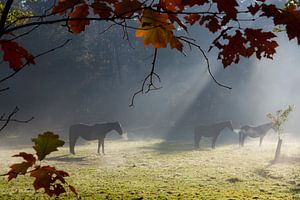Pferde im Wald an einem kalten Herbstmorgen