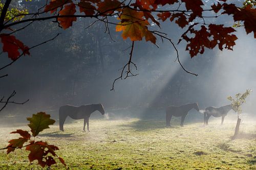 Paarden in het bos op een koude herfstochtend