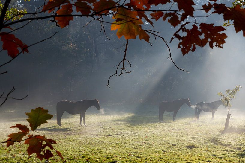 Pferde im Wald an einem kalten Herbstmorgen von Sabina Meerman