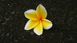 Plumeria Frangipani Flower