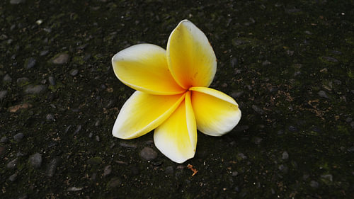 Plumeria-Frangipani-Blüte