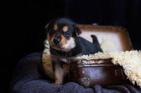 Kelpie australienne