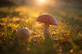 A mushroom in the morning sun by jeanique Braem