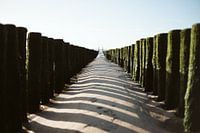 Lignes
