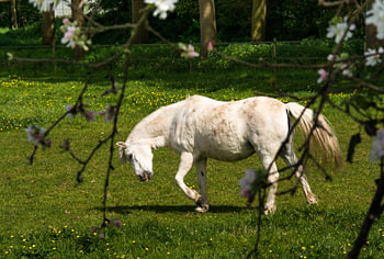 Paard in wei